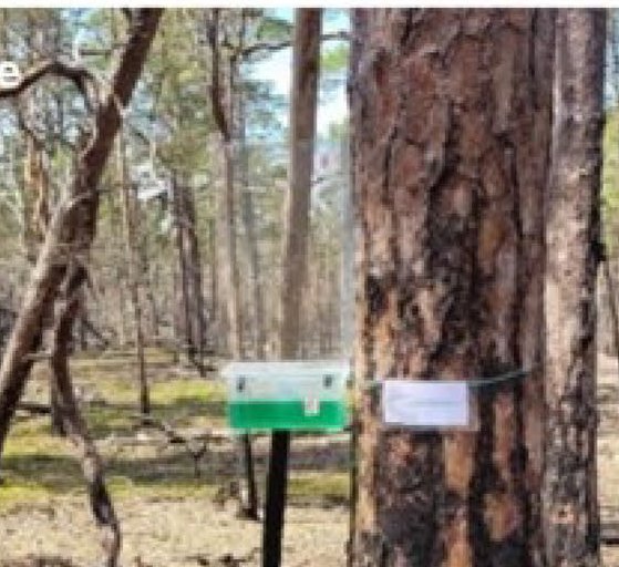 A window flight-intercept trap standing among fire-killed pines in the Finsjöbrännan burn