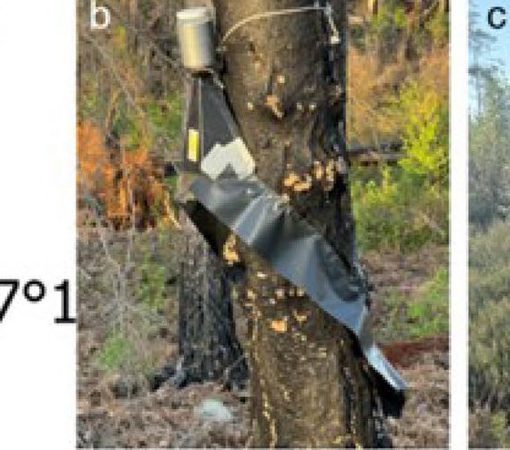 Trunk trap in the burn
