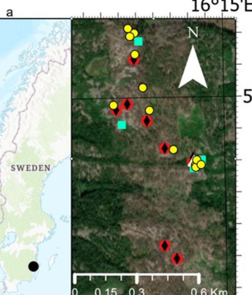 Study-site map: Sweden inset and aerial view of the Finsjöbrännan burn with trap placements