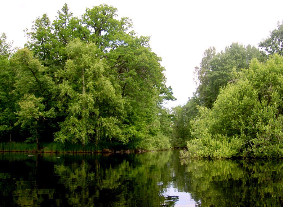 Testeboån speglar den omgivande lövskogen; grova ekar och björkar lutar ut över det mörka, stilla vattnet.