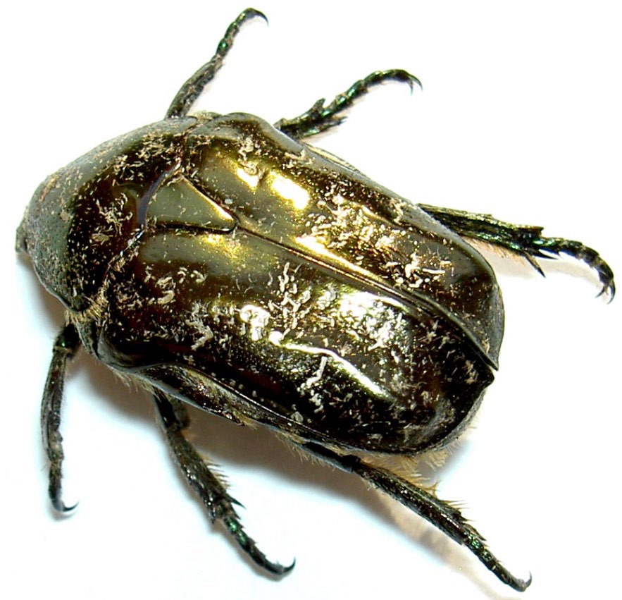 Brun guldbagge, Protaetia marmorata, i dorsalvy — det exemplar som avbildas på originalrapportens omslag.