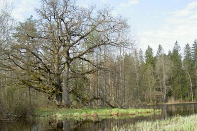 Foto 1 av 3 i avsnittet Sveriges nordligaste ekskog, originalrapportens sida 2