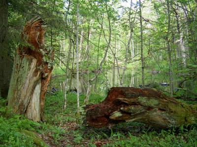 Foto 11 av 19 i avsnittet Engelska Parken – f.d. beteshagarna nedströms Oslättfors bruk, originalrapportens sida 11
