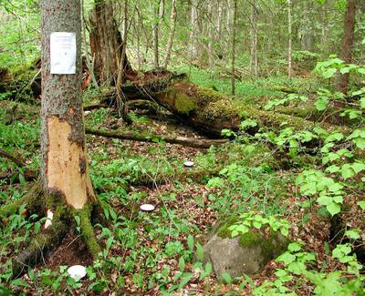 Foto 16 av 19 i avsnittet Engelska Parken – f.d. beteshagarna nedströms Oslättfors bruk, originalrapportens sida 12