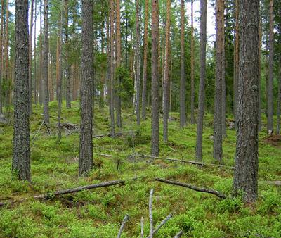 Foto 19 av 24 i avsnittet Kokhusholmen med ”Myrsön” (norra Gustafsholmen), originalrapportens sida 18