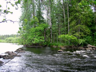 Foto 2 av 2 i avsnittet Urskogsområde väst om Kokhusholmen, originalrapportens sida 20