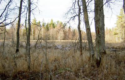 Foto 7 av 50 i avsnittet Nyhammarsån, originalrapportens sida 23