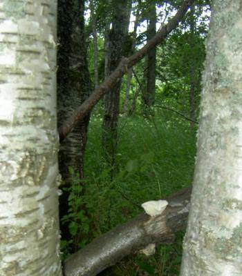 Foto 12 av 25 i avsnittet Forsbyholm, originalrapportens sida 33