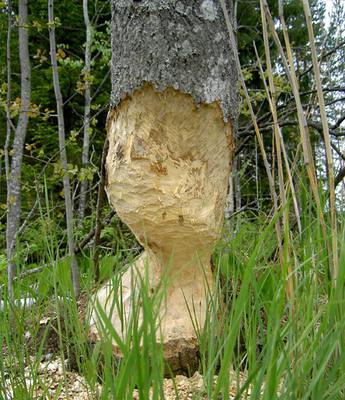 Foto 3 av 11 i avsnittet Grytströmmen, originalrapportens sida 38