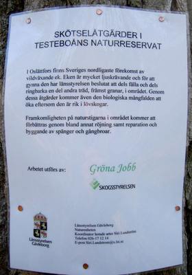 Foto 1 av 4 i avsnittet Angående granarna i ekskogsområdet, originalrapportens sida 46