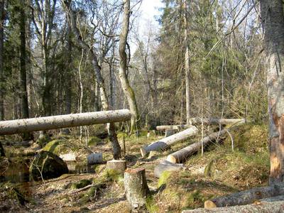 Foto 2 av 4 i avsnittet Angående granarna i ekskogsområdet, originalrapportens sida 46