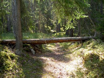 Foto 3 av 4 i avsnittet Angående granarna i ekskogsområdet, originalrapportens sida 46