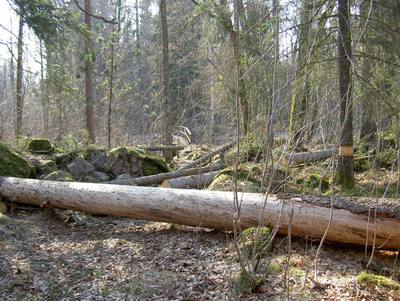Foto 4 av 4 i avsnittet Angående granarna i ekskogsområdet, originalrapportens sida 46