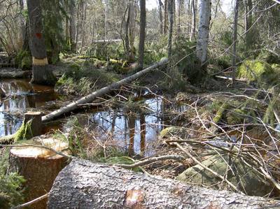 Foto 7 av 17 i avsnittet Nyhammarsån (juni 2006), originalrapportens sida 48