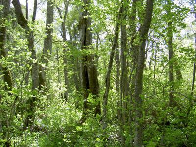 Foto 13 av 17 i avsnittet Nyhammarsån (juni 2006), originalrapportens sida 49