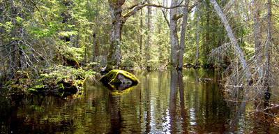 Foto 1 av 5 i avsnittet Kokhusholmen – Stora Gustavsholmen (Myrsön) (juni 2006), originalrapportens sida 50