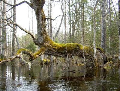 Foto 2 av 5 i avsnittet Kokhusholmen – Stora Gustavsholmen (Myrsön) (juni 2006), originalrapportens sida 50