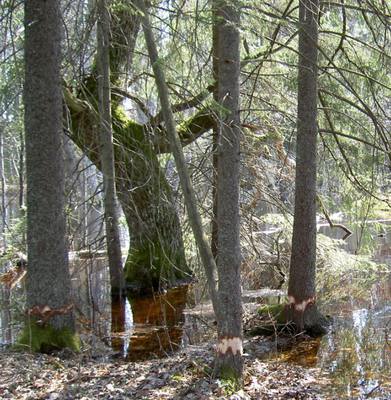 Foto 3 av 5 i avsnittet Kokhusholmen – Stora Gustavsholmen (Myrsön) (juni 2006), originalrapportens sida 50
