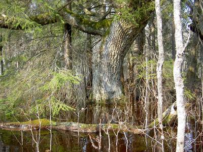 Foto 4 av 5 i avsnittet Kokhusholmen – Stora Gustavsholmen (Myrsön) (juni 2006), originalrapportens sida 50