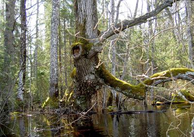 Foto 5 av 5 i avsnittet Kokhusholmen – Stora Gustavsholmen (Myrsön) (juni 2006), originalrapportens sida 50