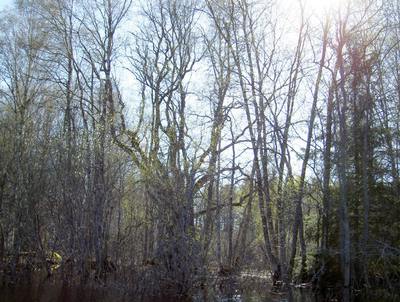 Foto 7 av 9 i avsnittet Forsbyholm (juni 2006), originalrapportens sida 53