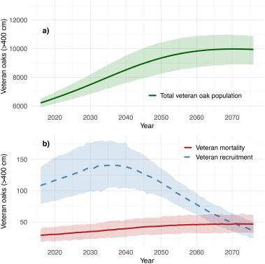 Fig. 2. Simulated population dynamics of veteran oaks (stem girth >400 cm) in Östergötland, 2016–2076 (n = 1000 replicates). a) Total veteran oak population. b) Annual recruitment (dashed blue) and mortality (solid red) of veteran oaks. Shaded bands represent 95% confidence intervals. (For interpretation of the references to colour in this figure legend, the reader is referred to the web version of this article.)