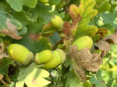 Green acorns and lobed leaves on an oak branch with some brown, damaged foliage