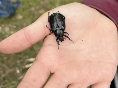 Black beetle resting on an open human palm outdoors