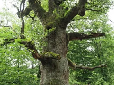 English oak (Quercus robur)
