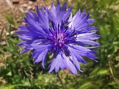Cornflower (Centaurea cyanus)