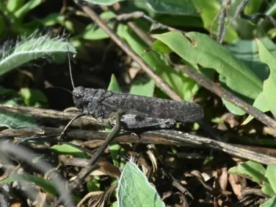 Rattle Grasshopper (Psophus stridulus)