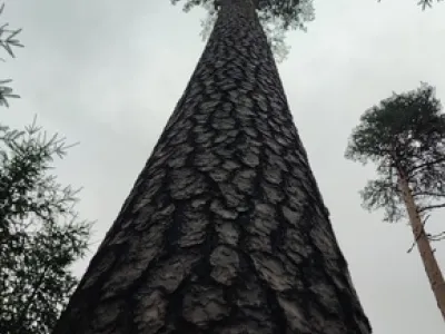 Scots pine (Pinus sylvestris)