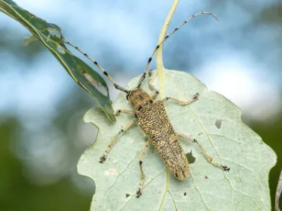 poplar borer (Saperda carcharias)