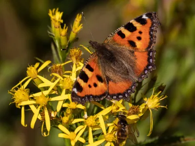 Small Tortoiseshell (Aglais urticae)