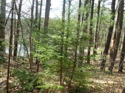 Norway spruce (Picea abies)