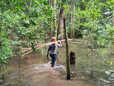 Walking with Butterflies in the Amazon's Understory; A dispatch from Cocha Cashu Biological Station, Manu National Park, Peru