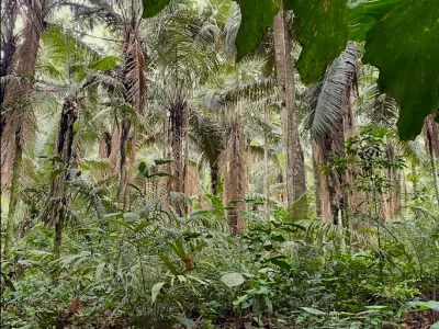 Walking with Butterflies in the Amazon's Understory; A dispatch from Cocha Cashu Biological Station, Manu National Park, Peru