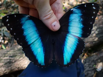 Walking with Butterflies in the Amazon's Understory; A dispatch from Cocha Cashu Biological Station, Manu National Park, Peru