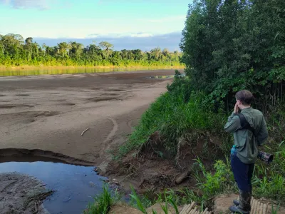 Walking with Butterflies in the Amazon's Understory; A dispatch from Cocha Cashu Biological Station, Manu National Park, Peru