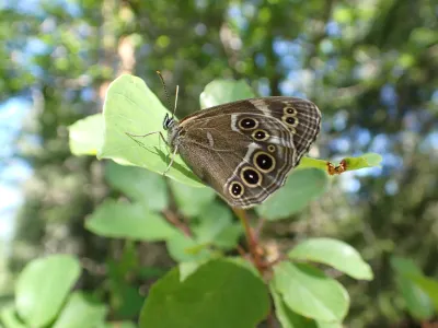 Trends and distribution of the woodland brown butterfly.