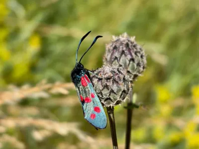 Zygaena filipendulae