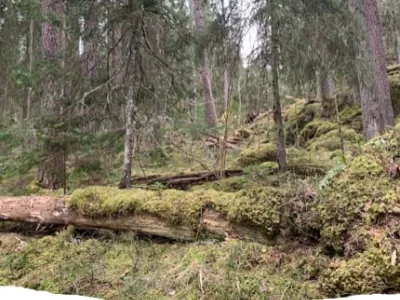 Säby Västerskog