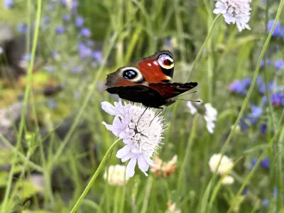 Aglais io