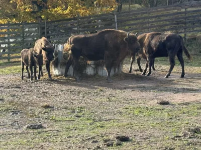 European bison and a calf at Nordens Ark.